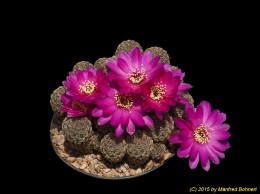 Sulcorebutia gemmae KHM0058 (Mosacoya) 1696